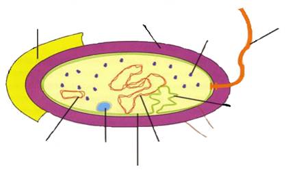 Работа № 2. Изучение строения бактериальной клетки и структуры клеточной стенки - student2.ru