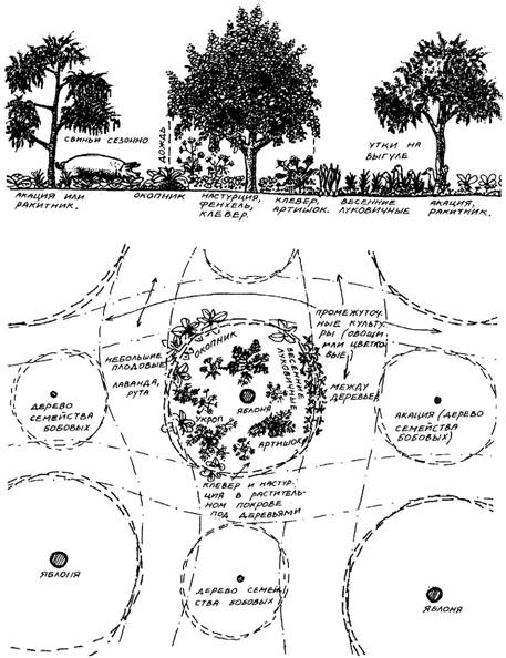 растительные сообщества для плодового сада в условиях умеренного климата - student2.ru