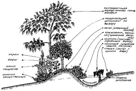 растительные сообщества для плодового сада в условиях умеренного климата - student2.ru