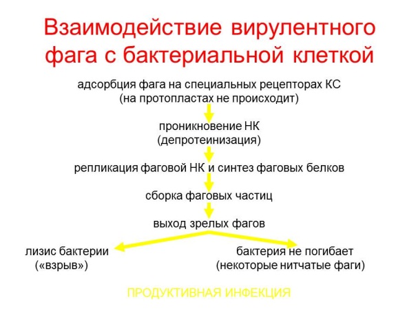 РАЗМНОЖЕНИЕ БАКТЕРИЙ И ПРИНЦИПЫ ИХ КУЛЬТИВИРОВАНИЯ. Методы создания анаэробных условий для культивирования бактерий. - student2.ru