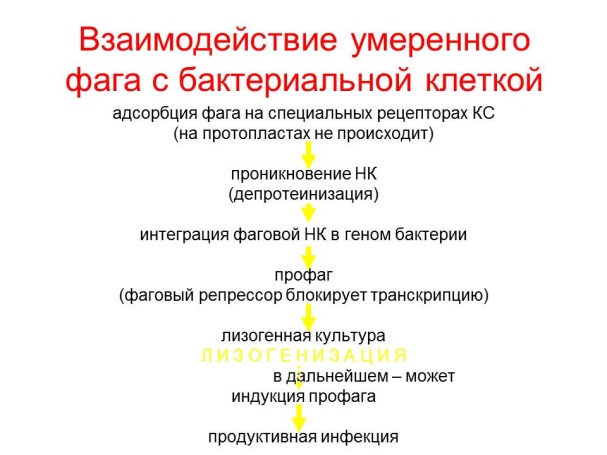 РАЗМНОЖЕНИЕ БАКТЕРИЙ И ПРИНЦИПЫ ИХ КУЛЬТИВИРОВАНИЯ. Методы создания анаэробных условий для культивирования бактерий. - student2.ru