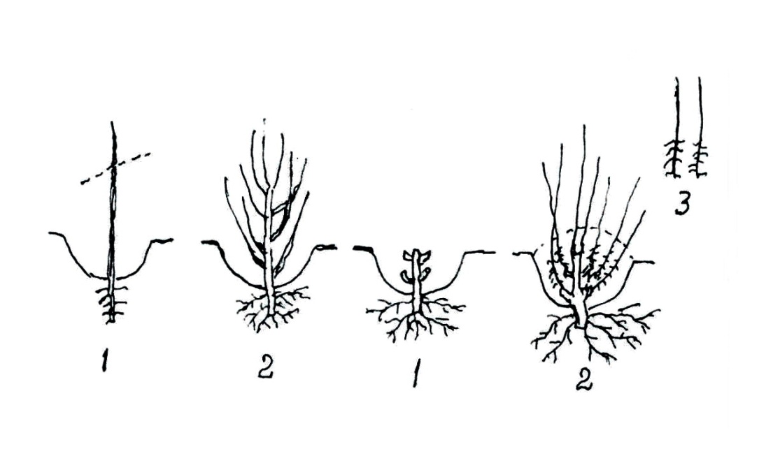 размножение клоновых подвоев вертикальными отводками. - student2.ru