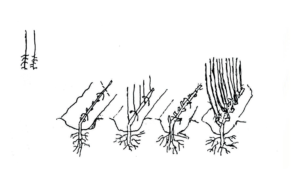 размножение клоновых подвоев вертикальными отводками. - student2.ru