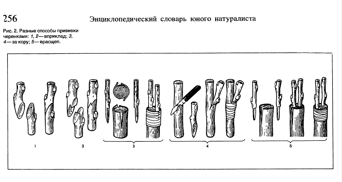 размножение клоновых подвоев вертикальными отводками. - student2.ru