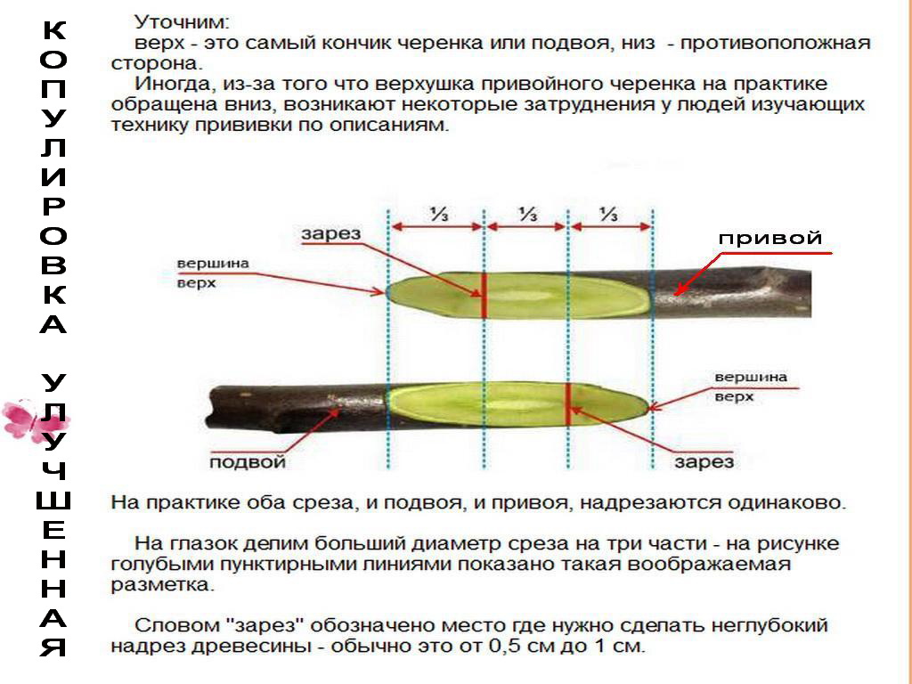 размножение клоновых подвоев вертикальными отводками. - student2.ru