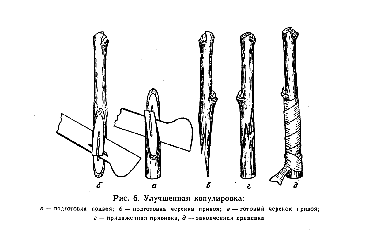 размножение клоновых подвоев вертикальными отводками. - student2.ru