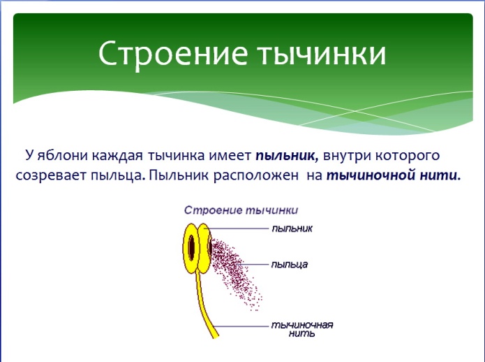 РАЗНООБРАЗИЕ ЗА СЧЁТ ПЕРЕКРЁСТНОГО ОПЫЛЕНИЯ. Это ещё один мудрый механизм реализованный природой у яблони для повышения шансов на выживание. - student2.ru