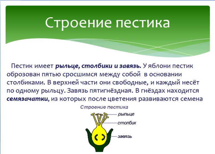 РАЗНООБРАЗИЕ ЗА СЧЁТ ПЕРЕКРЁСТНОГО ОПЫЛЕНИЯ. Это ещё один мудрый механизм реализованный природой у яблони для повышения шансов на выживание. - student2.ru