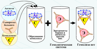 Реакция связывания комплемента (РСК). Реакция связывания комплемента (РСК) заключается в том, что при соответствии друг другу антигенов и антител они образуют иммунный комплекс - student2.ru