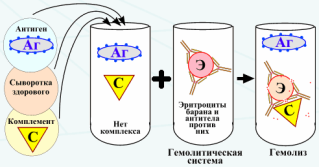 Реакция связывания комплемента (РСК). Реакция связывания комплемента (РСК) заключается в том, что при соответствии друг другу антигенов и антител они образуют иммунный комплекс - student2.ru