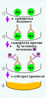 Реакция связывания комплемента (РСК). Реакция связывания комплемента (РСК) заключается в том, что при соответствии друг другу антигенов и антител они образуют иммунный комплекс - student2.ru