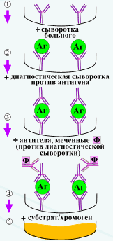 Реакция связывания комплемента (РСК). Реакция связывания комплемента (РСК) заключается в том, что при соответствии друг другу антигенов и антител они образуют иммунный комплекс - student2.ru