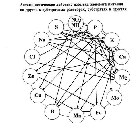 роль и значение элементов питания - student2.ru