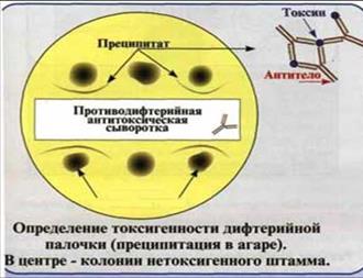 Серологическая диагностика ВИЧ-инфекции с помощью реакции иммуноблоттинга - student2.ru