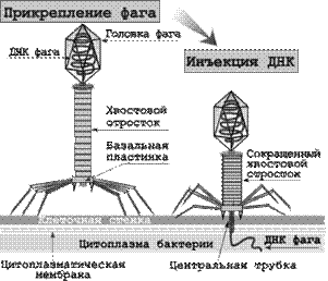 Схема цикла амплификации (многократного увеличения числа копий специфического - student2.ru