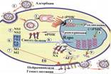 Схема репродукции вируса гепатита В. - student2.ru