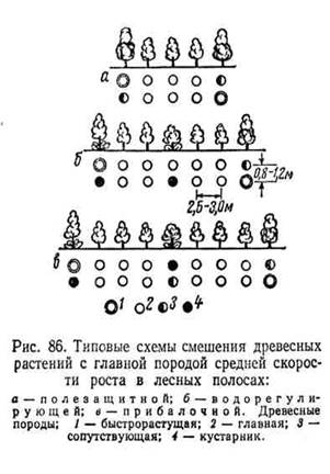 составление схемы смешения древесных пород для лесных полос - student2.ru