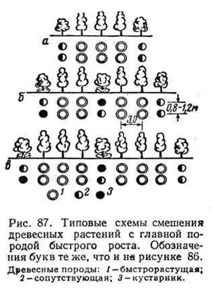 составление схемы смешения древесных пород для лесных полос - student2.ru