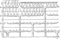 Способы разведения винограда - student2.ru