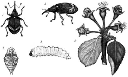 тема 3. вредители плодовых культур - student2.ru