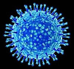 Тема: Дифференциальная диагностика вирусов болезни Ньюкасла и гриппа птиц (классической чумы птиц) - student2.ru