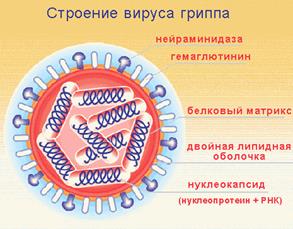Тема: Дифференциальная диагностика вирусов болезни Ньюкасла и гриппа птиц (классической чумы птиц) - student2.ru