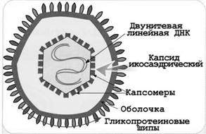 ТЕМА: Морфология и ультраструктура вирусов. Клеточные культуры. Репродукция вирусов. Методы индикации вирусов. - student2.ru