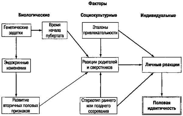 Теории половой идентификации - student2.ru