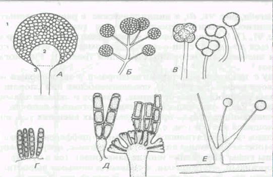 вегетативное и бесполое размножение грибов - student2.ru