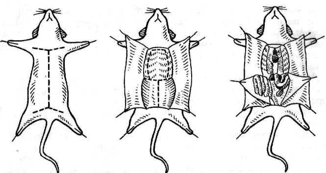 вскрытие лабораторных животных - student2.ru