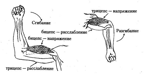 Значение мышечной релаксации - student2.ru