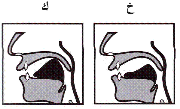 Основные источники произнесения звуков в арабском зыке - student2.ru