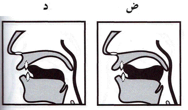 Основные источники произнесения звуков в арабском зыке - student2.ru