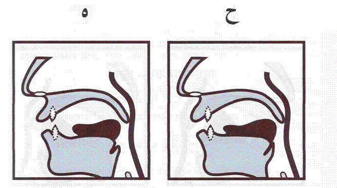 Основные источники произнесения звуков в арабском зыке - student2.ru