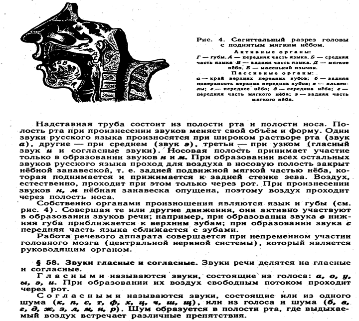 Речевой аппарат. Его работа при образовании звуков речи. Звуки речи образуются речевым аппаратом (органами речи) человека - student2.ru