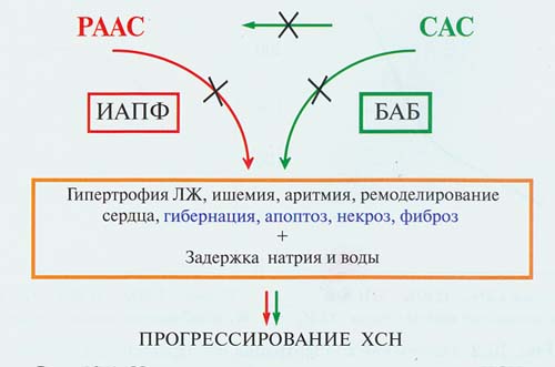 Активация СНС и повышение частоты сердечных сокращений, как предикторы ССЗ и смертности - student2.ru