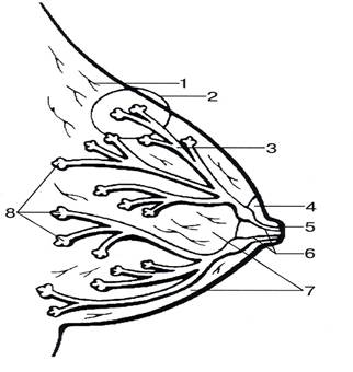 Анатомия и физиология молочной железы - student2.ru