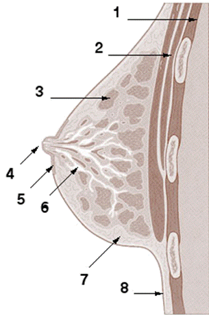 Анатомия и физиология молочной железы - student2.ru