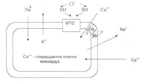 Ангиопротекторы, вещества улучшающие микроциркуляцию и локальный кровоток. - student2.ru