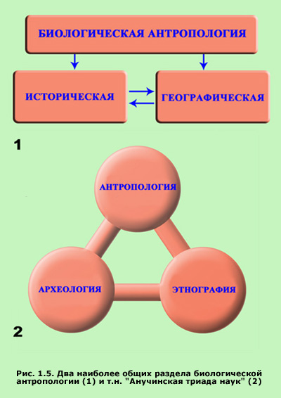 Антропология (история термина) - student2.ru