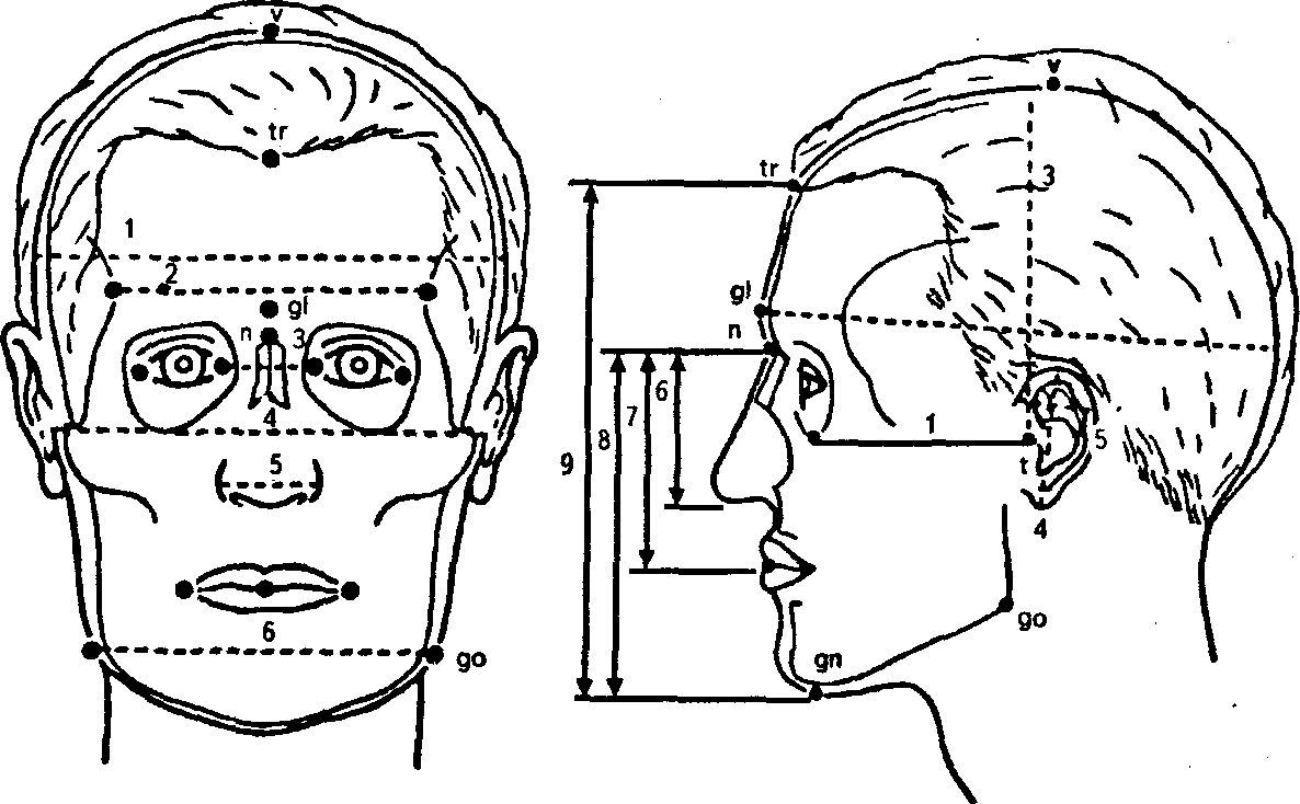 Антропометрические плоскости и точки - student2.ru