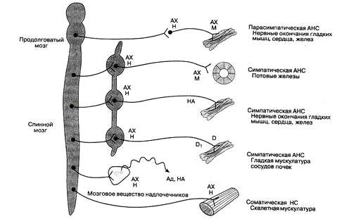 Автономной нервной системы. - student2.ru