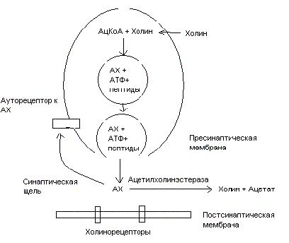 Автономной нервной системы. - student2.ru