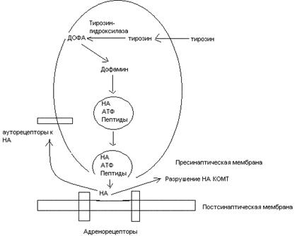 Автономной нервной системы. - student2.ru