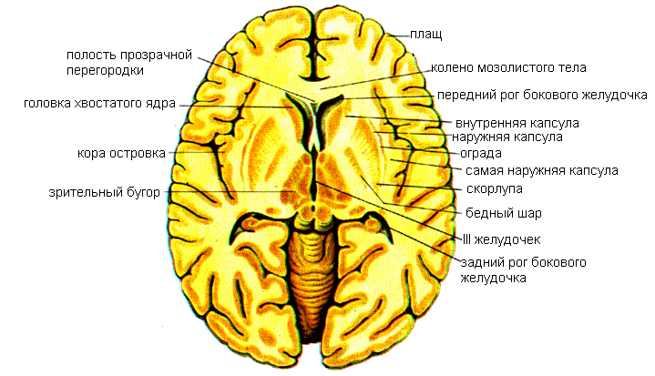 Базальные (подкорковые) ядра и белое вещество конечного мозга - student2.ru