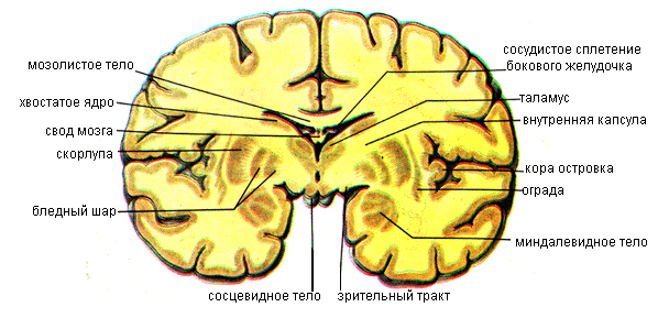 Базальные (подкорковые) ядра и белое вещество конечного мозга - student2.ru