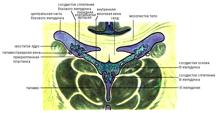 Базальные (подкорковые) ядра и белое вещество конечного мозга - student2.ru