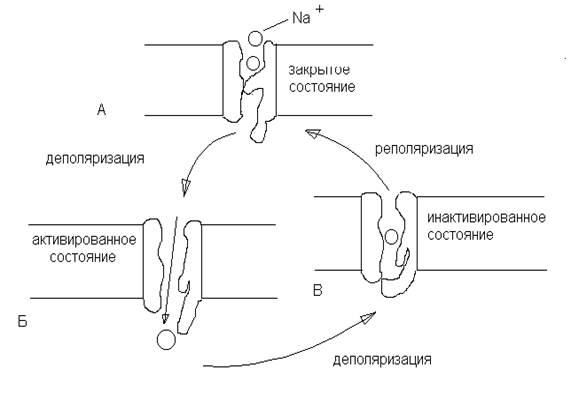 биологические мембраны и ионные каналы - student2.ru