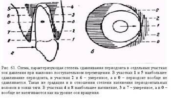 Биоморфологические изменения в тканях пародонта при горизонтальных перемещениях зубов - student2.ru