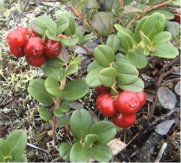 Брусника - Vaccinium vitis-idaea L - student2.ru